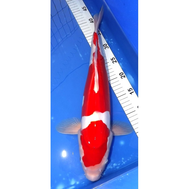 Doitsu Kohaku 46cm MARUHIDE