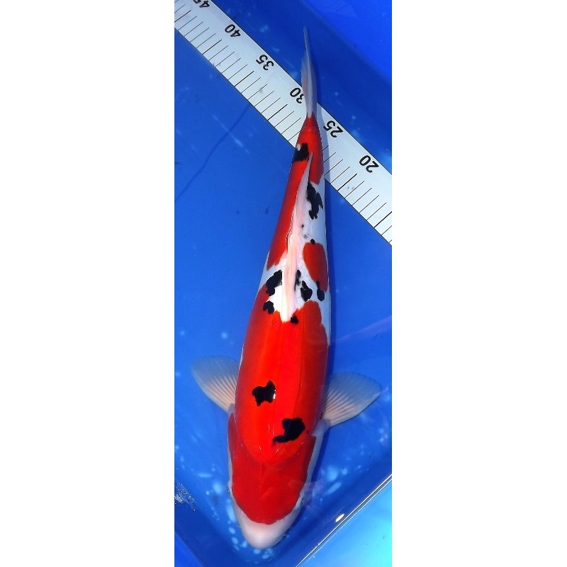 Doitsu Sanke 46cm MARUHIDE