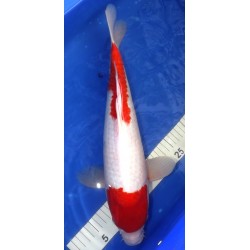 Kohaku 40-45 cm