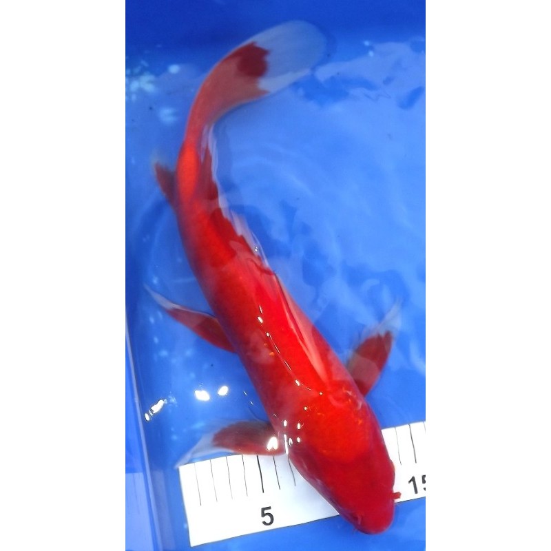 Benigoï voile 35-40 cm