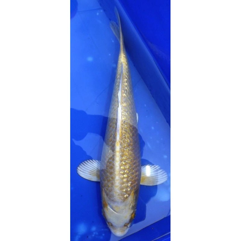 Ginrin Yamabuki 30-35 cm