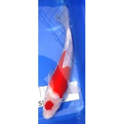 Maruten Kohaku 30-35 cm