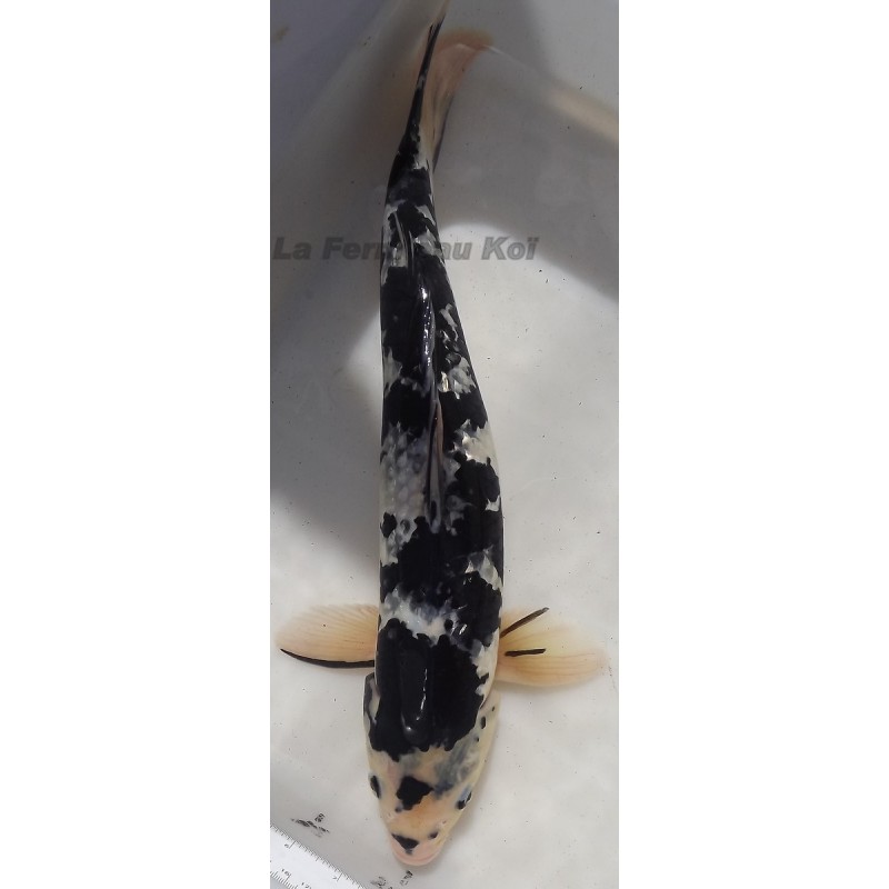 ginrin shiro utsuri 43 cm