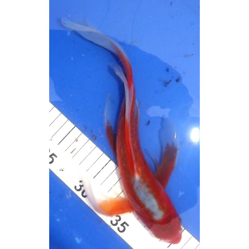 Hi Shusui voile 25-30 cm