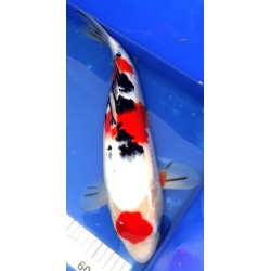 Maruten Sanke 40-45 cm IZUMIYA