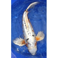 Doitsu Yamatonishiki voile 70-80 cm Femelle