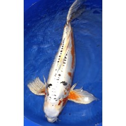 Doitsu Yamatonishiki voile 70-80 cm Femelle