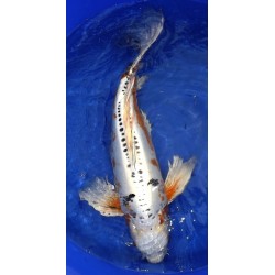 Doitsu Yamatonishiki voile 70-80 cm Femelle