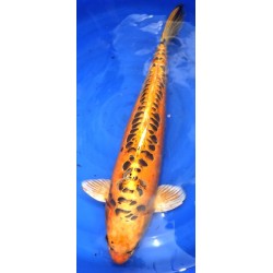 Mizuho Ogon 60-65 cm Mâle