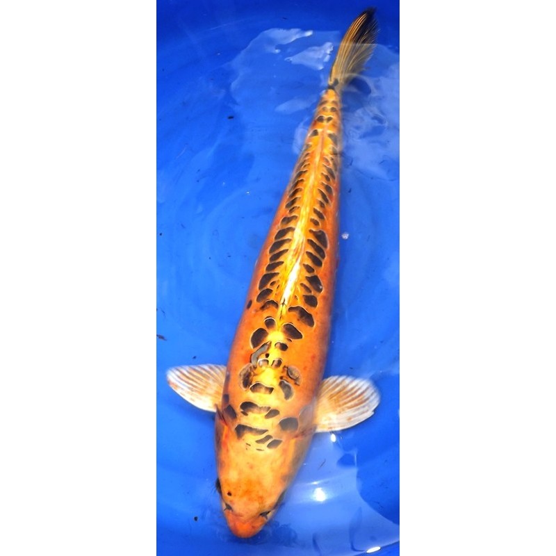 Mizuho Ogon 60-65 cm Mâle