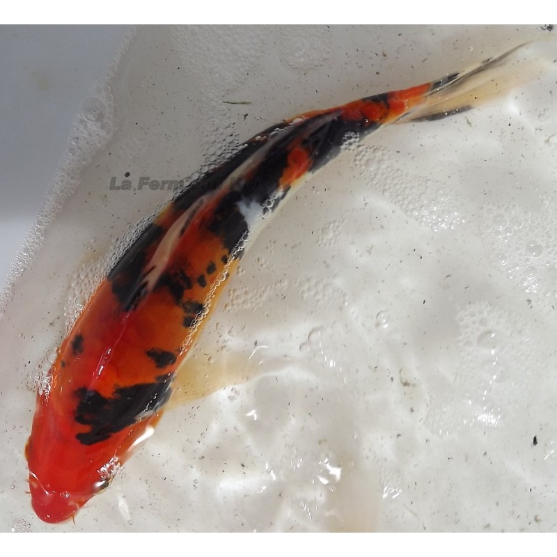 Doitsu showa 25-30 cm