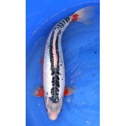 Shusui  60-65 cm Femelle