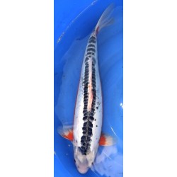 Shusui  60-65 cm Femelle