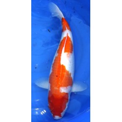 Sanke 50-55cm Femelle