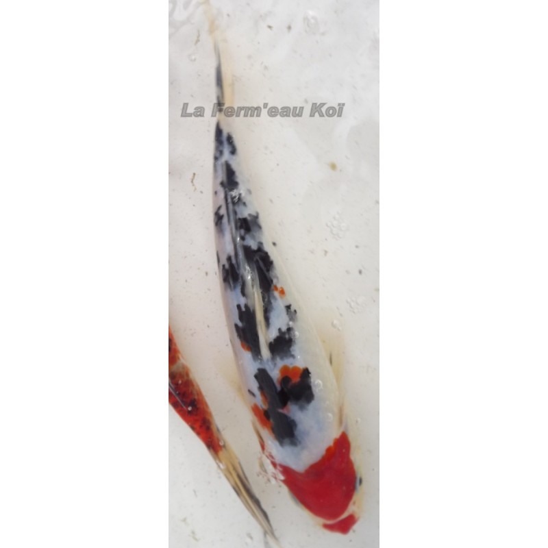 Tancho Showa 20-25 cm