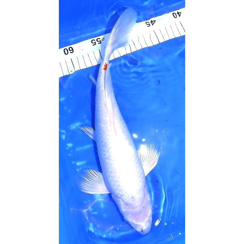Kohaku voile femelle 35-40 cm