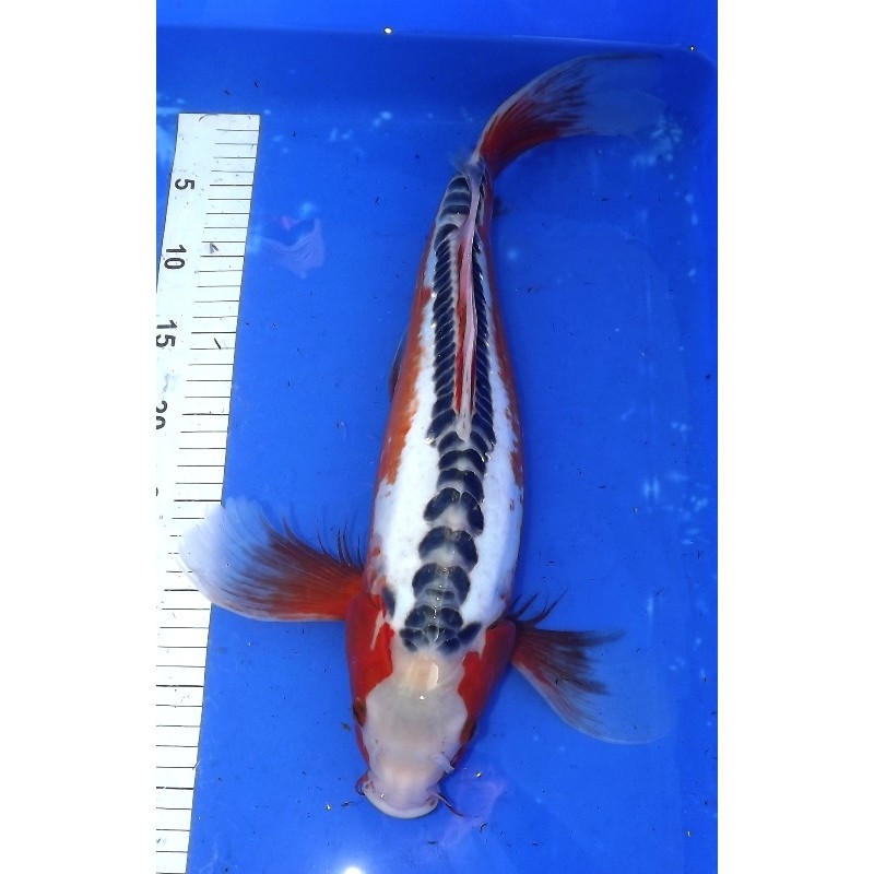 Shusui voile femelle 45-50 cm