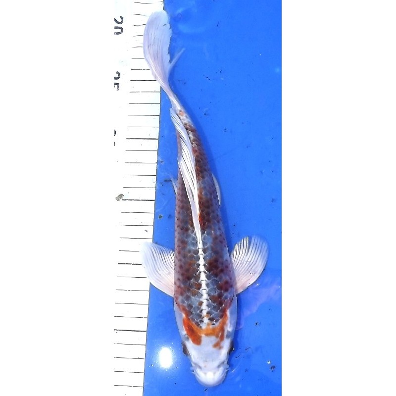 Kujaku voile 25-30 cm