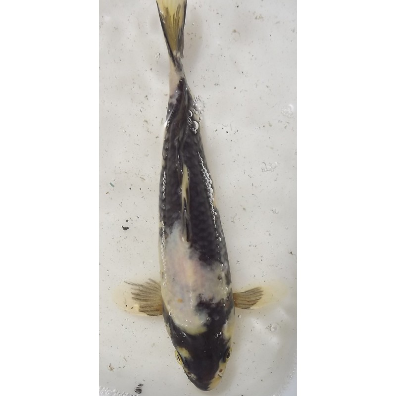 Shiro Utsuri 20-25 cm