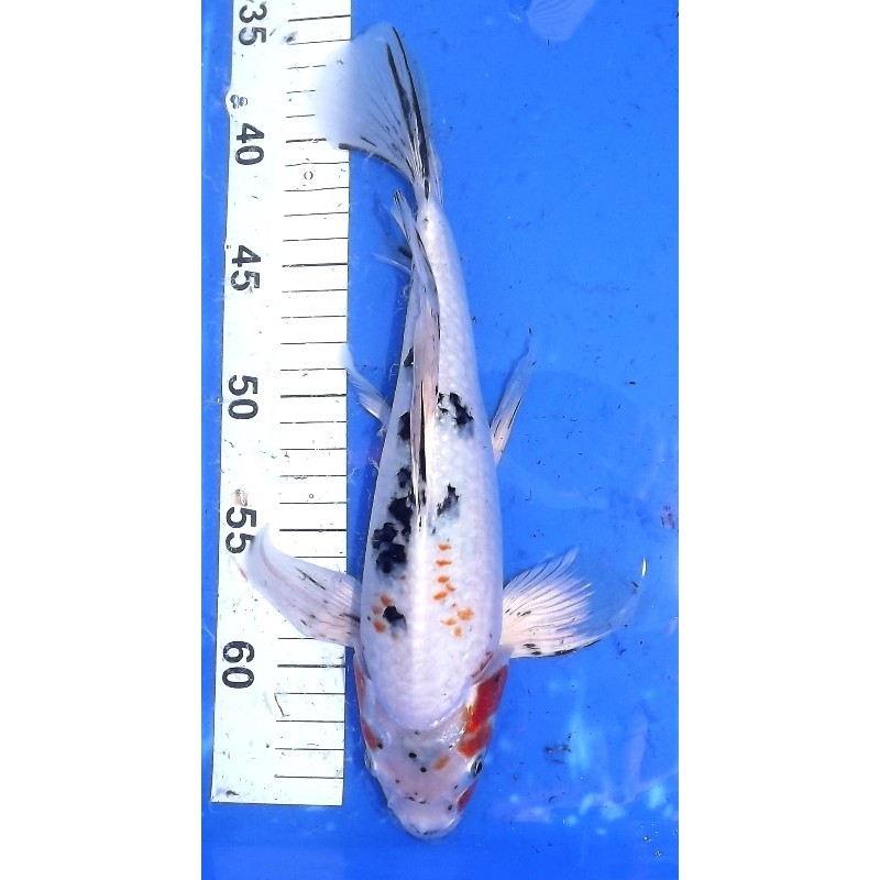 Sanke voile 30-35 cm