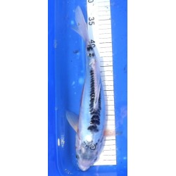 Shusui Femelle 30-35 cm