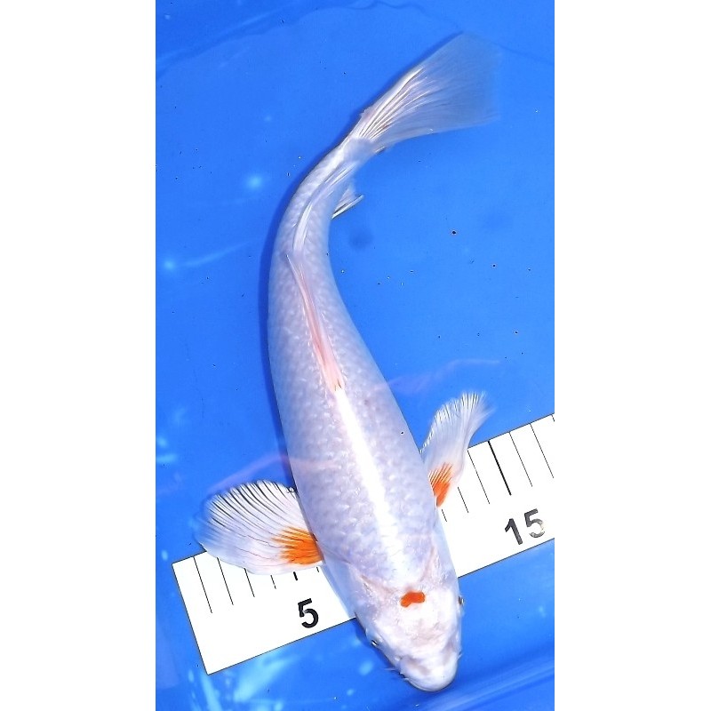 Sakura voile 30-35 cm Tancho coeur