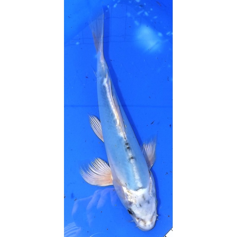 Doitsu Bleu voile 25-30 cm