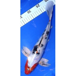 Kin Showa voile 35-40 cm