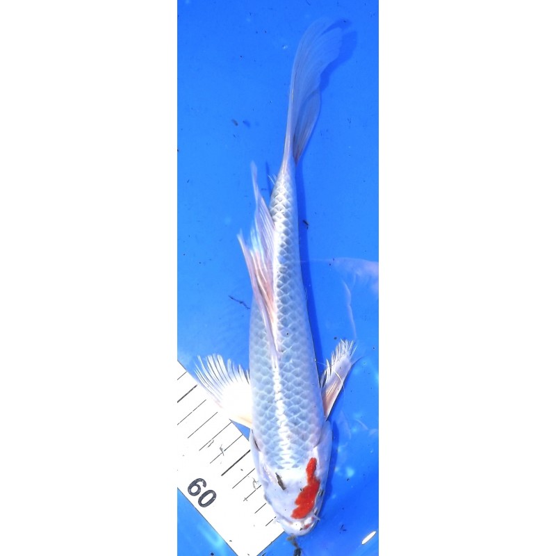 Kujaku voile 25-30 cm