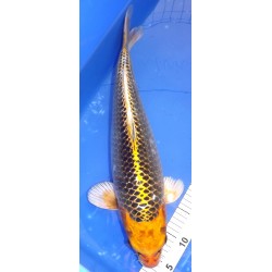 Kin Matsuba 50-55cm Femelle