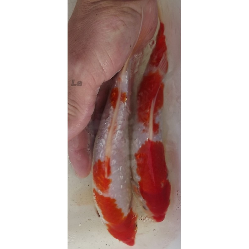 Ginrin Kohaku 20-25 cm