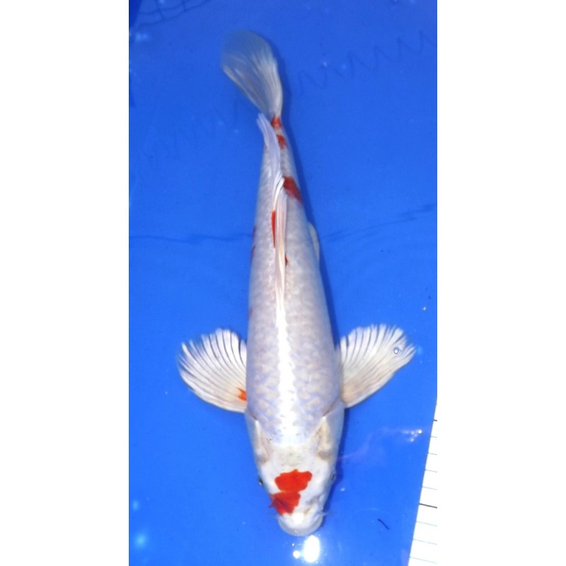 Sakura voile 30-35 cm