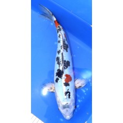 Doitsu Yamatonishiki 35-40 cm