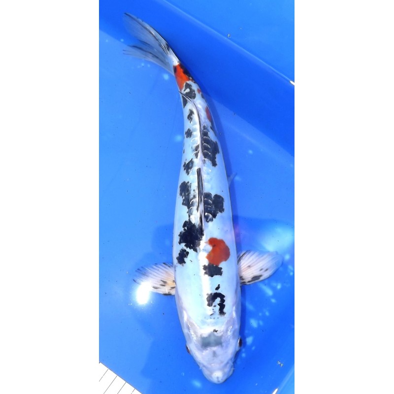 Doitsu Yamatonishiki 35-40 cm