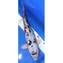 Doitsu Yamatonishiki 35-40 cm