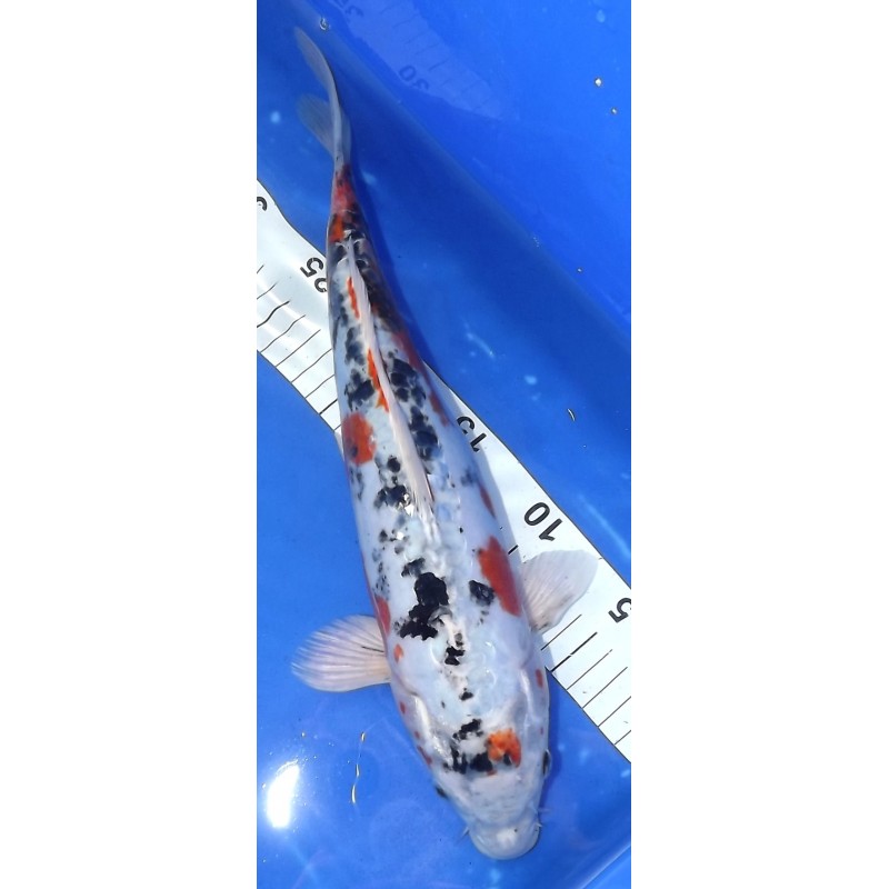 Doitsu Yamatonishiki 35-40 cm