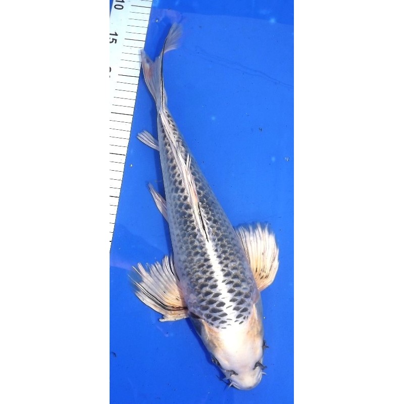 Gin Matsuba voile 40-45 cm