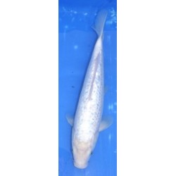 Ginrin blanche 35-40 cm