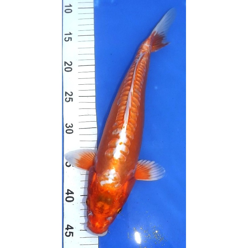 Doitsu Hariwake 35-40 cm