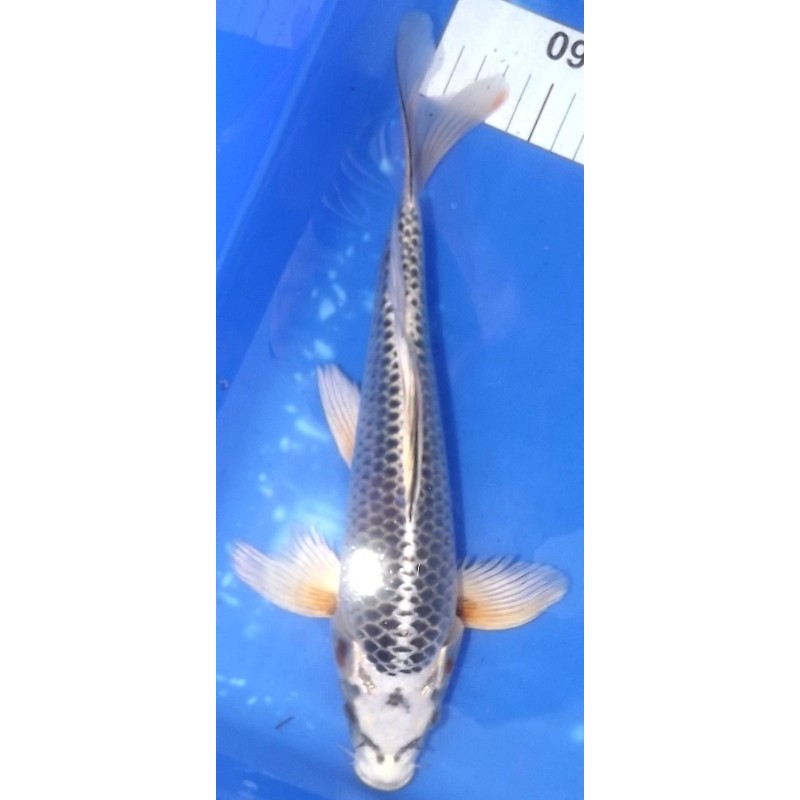 Matsuba voile 30-35 cm