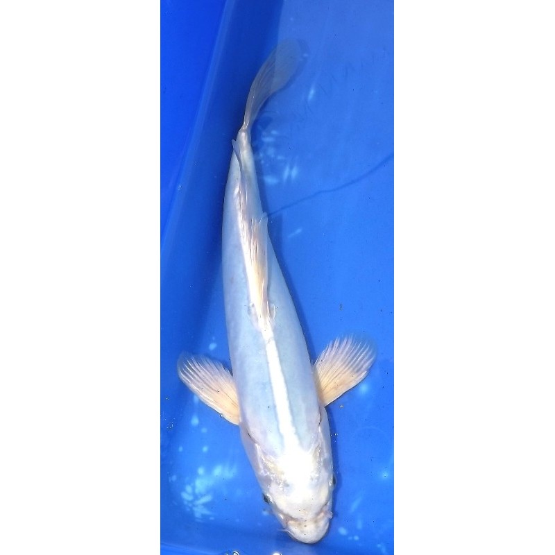 Doitsu Bleu voile 35-40 cm