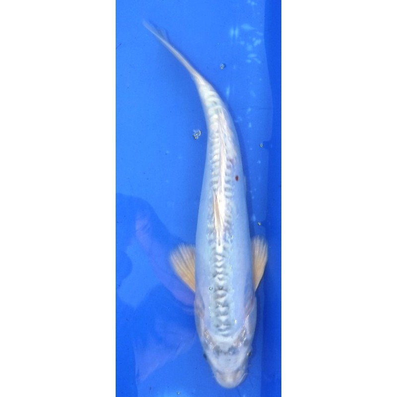 Doitsu Bleu 35-40 cm