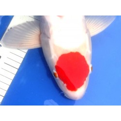 Doitsu Tancho Kohaku Suzuki