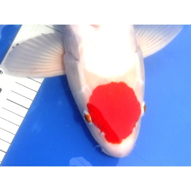 Doitsu Tancho Kohaku Suzuki