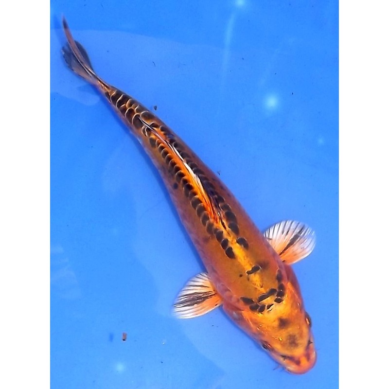 doitsu Kin Matsuba 20-25 cm