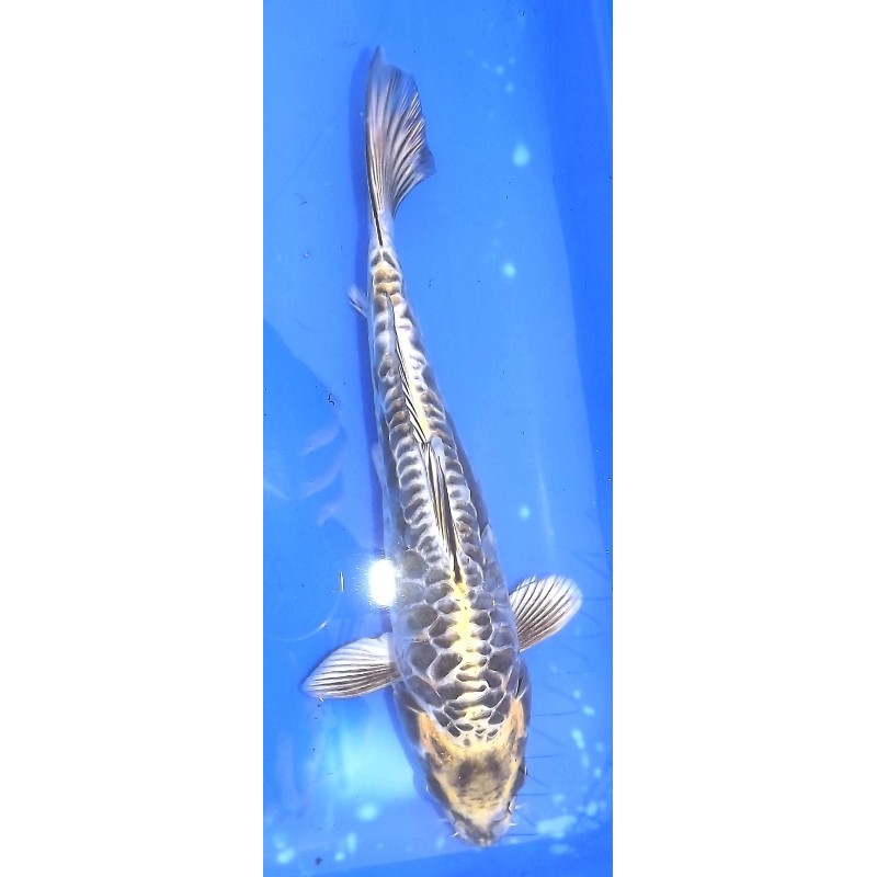 Kin Kikokuryu 20-25 cm