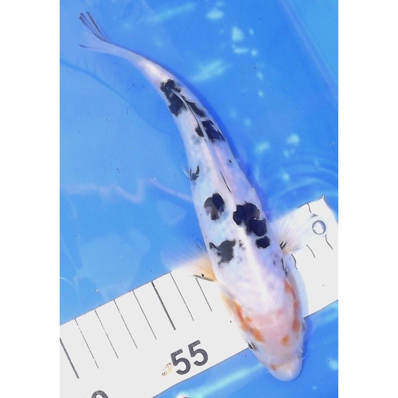 Doitsu Sanke 20-25 cm