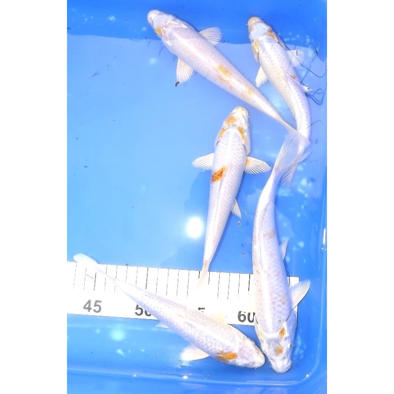 Ki Hariwake 20-25 cm