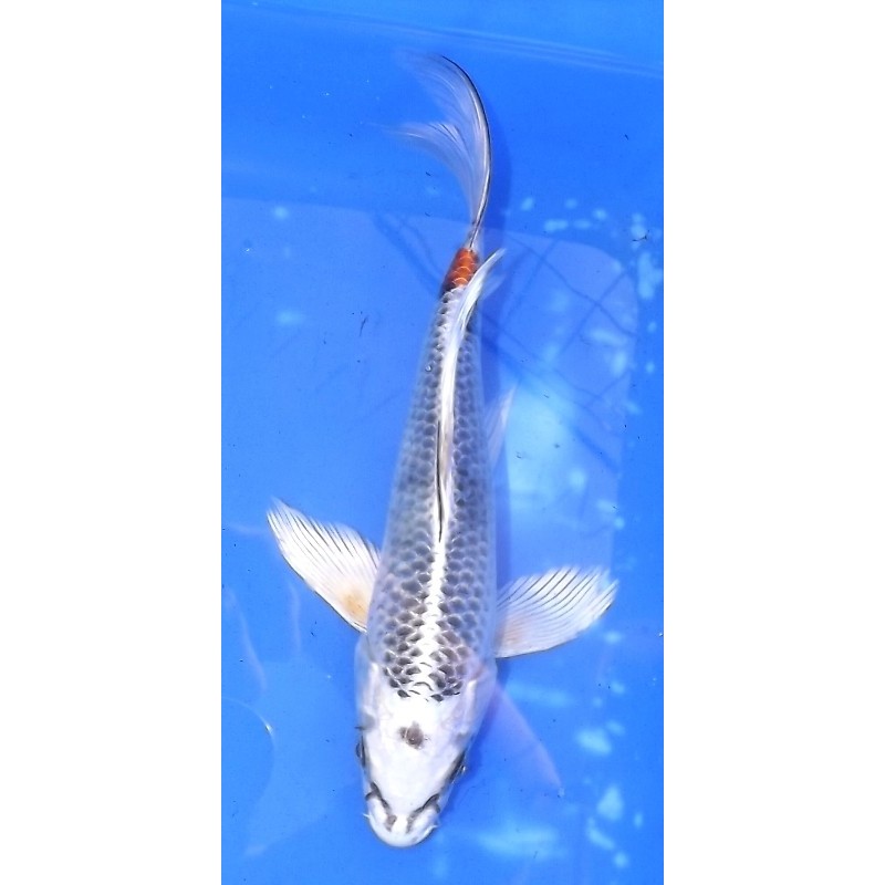 Kujaku voile 20-25 cm