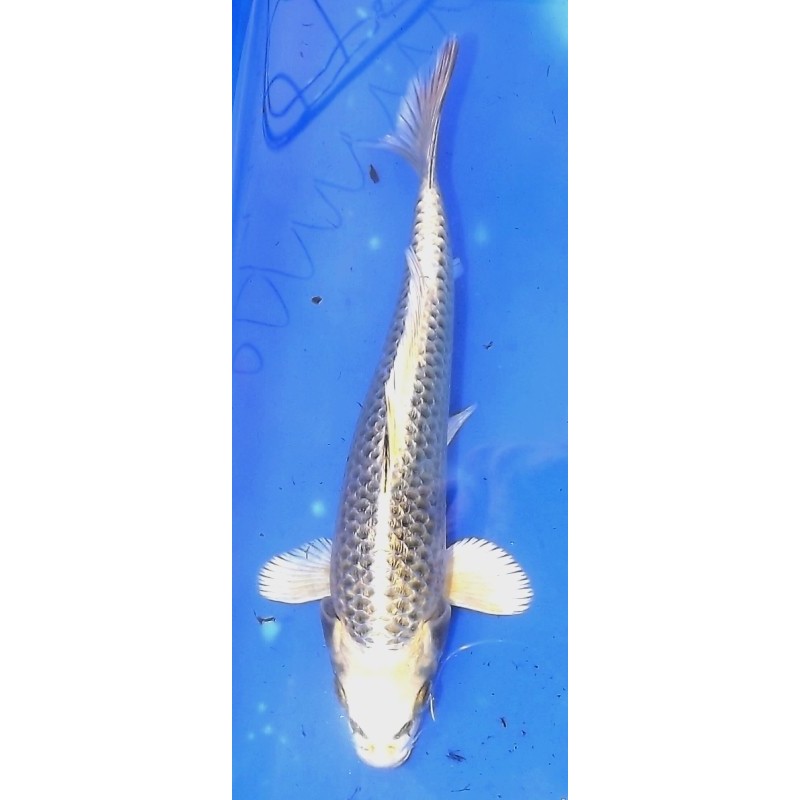 Ginrin Ki Matsuba 20-25 cm